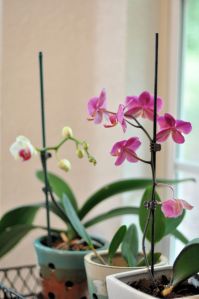 Orchids