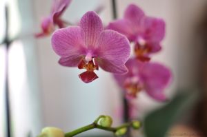 orchids2
