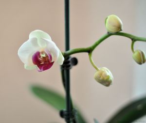 Orchid