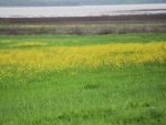 Field with yellow flowers