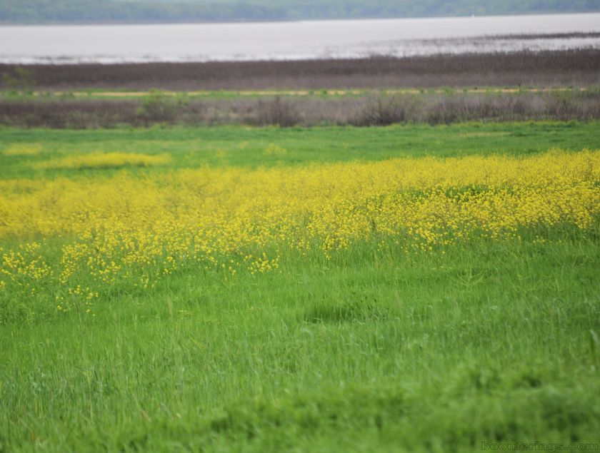 Field with yellow flowers